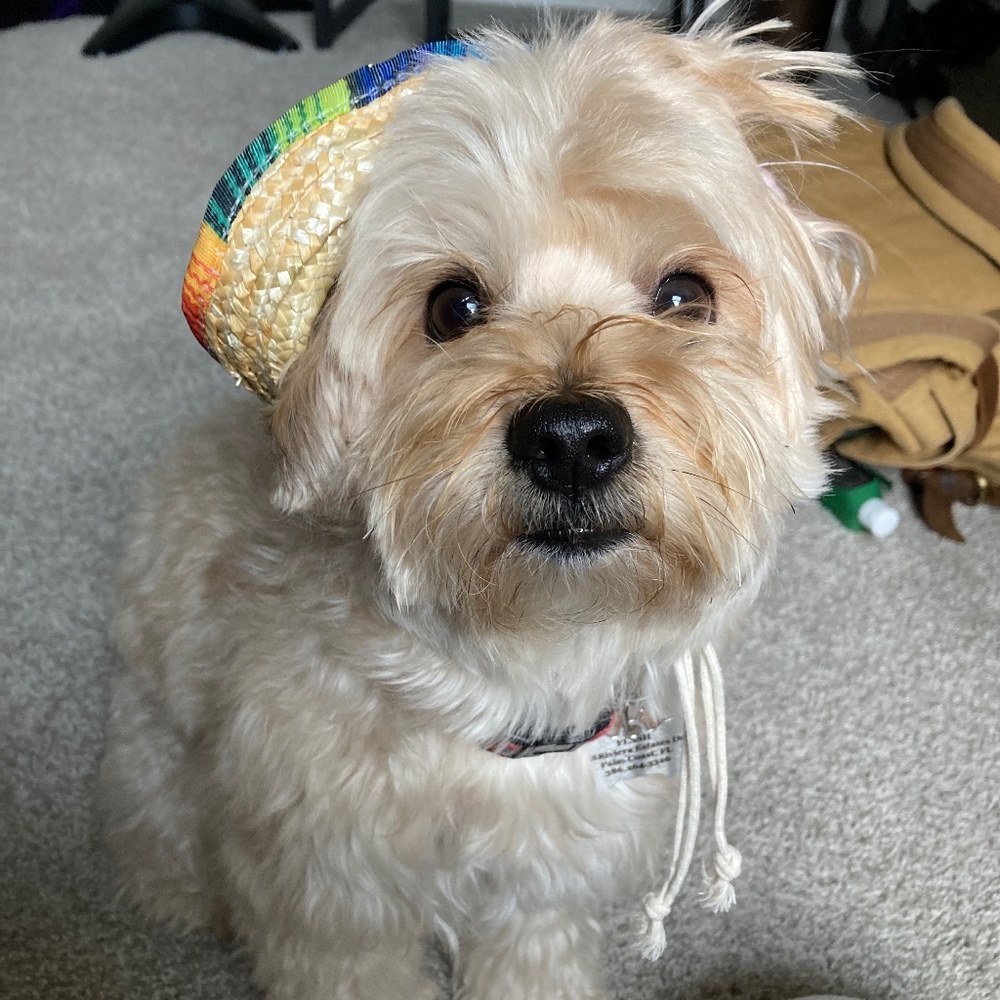Meet your Posher, Maya